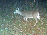 Deer_Doe102009_2153hrs